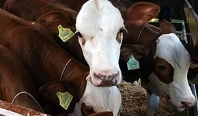 暫停28天后，巴西牛肉重返中國(guó)市場(chǎng)！