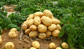 狼牙鍋巴、珍珠土豆、芝士焗土豆…掘金小吃供應(yīng)鏈，小土豆“長成”大產(chǎn)業(yè)