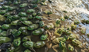 原料價格持續上漲，今年牛蛙市場要“牛”起來？