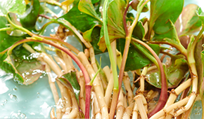 香菜面、折耳根拌面、辣條拌面…揭秘白象“瘋感”產品的設計故事